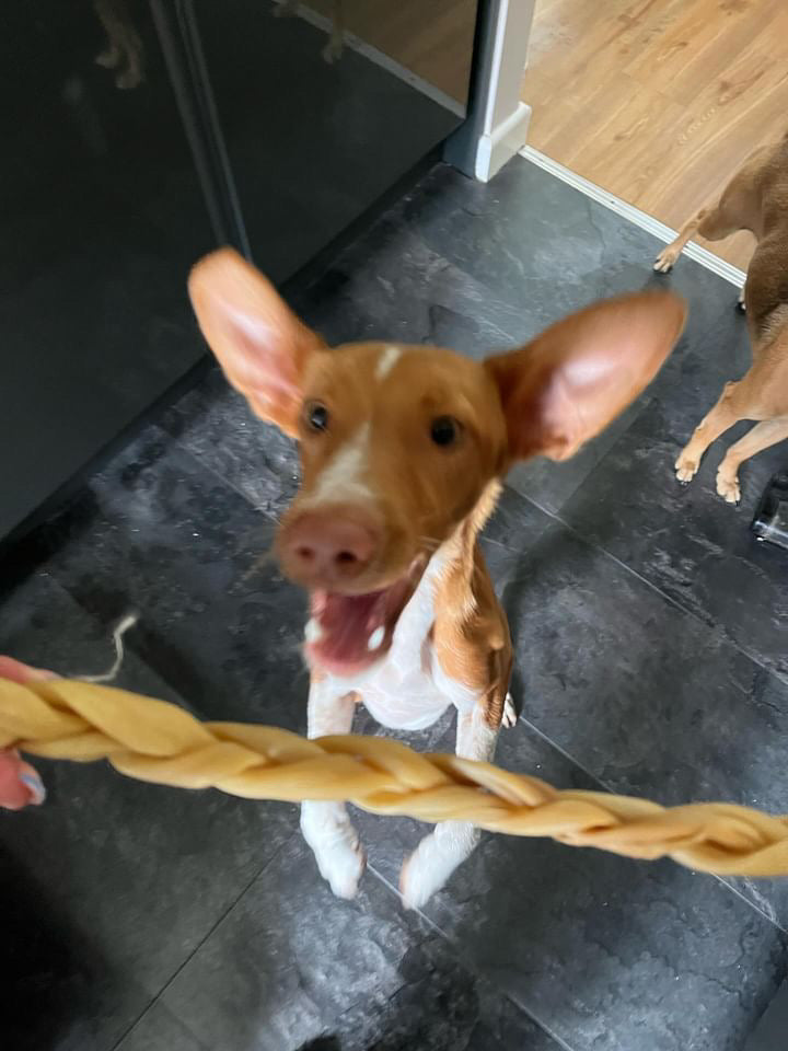 Braided Lamb Skin (approx 30cm)