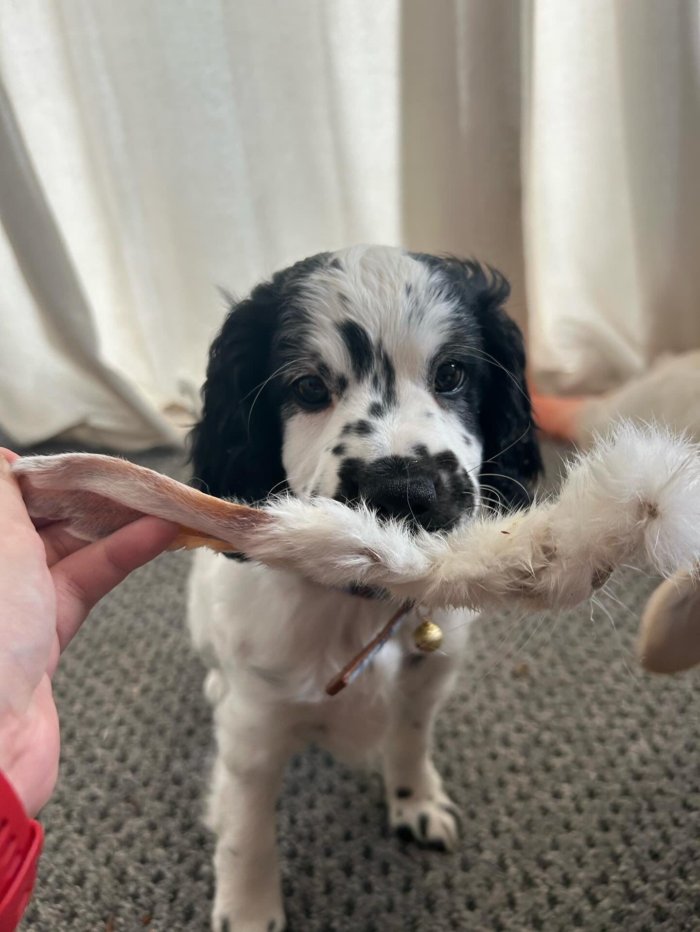 Hairy Rabbit Ears