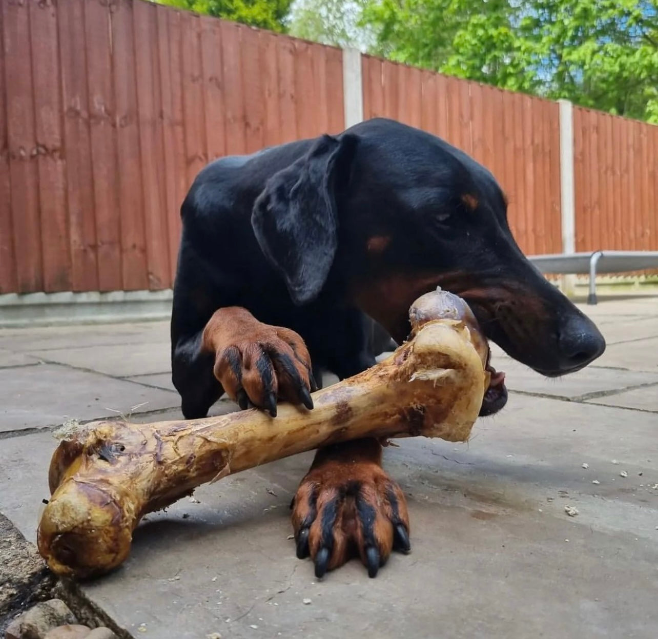 Ostrich Dino Bone